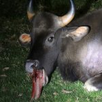 குன்னூர் பிளாக் பிரிட்ஜ் அருகே உள்ள நீரோடையில் காட்டெருமை வாயில் பலத்த காயம்