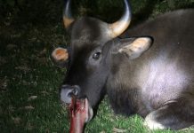 குன்னூர் பிளாக் பிரிட்ஜ் அருகே உள்ள நீரோடையில் காட்டெருமை வாயில் பலத்த காயம்