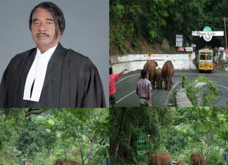 யானை வழி தடத்தை க்ளியர் செய்ய உச்சநீதி மன்றம் நடவடிக்கை