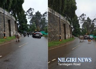 உதகையில் உள்ள முக்கிய சாலைகளில் கால்நடைகள் அதிகளவில் உலா வருகின்றன