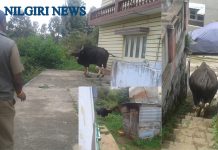 குன்னூர் டென்ட்ஹில் குடியிருப்பு பகுதியில் நுலைந்த காட்டுமாடு