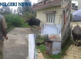 குன்னூர் டென்ட்ஹில் குடியிருப்பு பகுதியில் நுலைந்த காட்டுமாடு