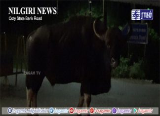 உதகையில் முக்கிய சாலை வழியாக உலா வந்தது காட்டு எருமை