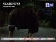 உதகையில் முக்கிய சாலை வழியாக உலா வந்தது காட்டு எருமை