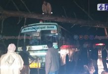 ராட்சத மரம் விழுந்து 2 மணி நேரம் போக்குவரத்து பாதிப்பு