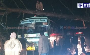 ராட்சத மரம் விழுந்து 2 மணி நேரம் போக்குவரத்து பாதிப்பு