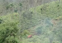 வழிதவறி வந்த ஒற்றை காட்டு யானை