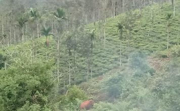 வழிதவறி வந்த ஒற்றை காட்டு யானை