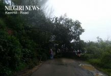 உதகை KernHill சாலையில் மரம் விழுந்ததால் அப்பகுதியில் போக்குவரத்து பாதிக்கப்பட்டது