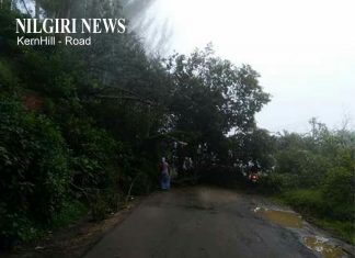 உதகை KernHill சாலையில் மரம் விழுந்ததால் அப்பகுதியில் போக்குவரத்து பாதிக்கப்பட்டது