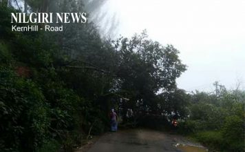 உதகை KernHill சாலையில் மரம் விழுந்ததால் அப்பகுதியில் போக்குவரத்து பாதிக்கப்பட்டது