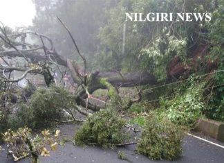 பைக்காரா சாலையில் மரம்கள் விழுந்தன