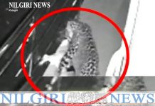 சிறுத்தை ,நாய்யை இழுத்துச் சென்ற காட்சி