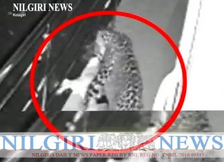 சிறுத்தை ,நாய்யை இழுத்துச் சென்ற காட்சி