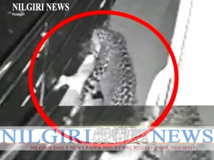 சிறுத்தை ,நாய்யை இழுத்துச் சென்ற காட்சி