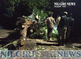 உதகை கோத்தகிரி சாலையில் ராட்சத மரம் வழுந்து போக்குவரத்து பாதிக்கப்பட்டது.