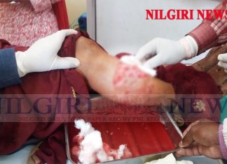 தேயிலைத் தோட்டத்தில் தேயிலை பறித்துக் கொண்டு இருந்தவர்கள் மீது கரடி தாக்கியது