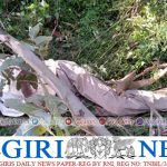 மரத்தை வெட்டி அகற்றும் பணியின்போது கிளை விழுந்து ஒருவர் பலி