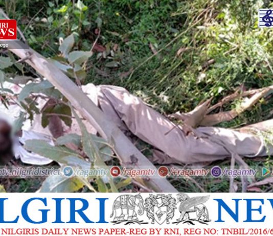 மரத்தை வெட்டி அகற்றும் பணியின்போது கிளை விழுந்து ஒருவர் பலி