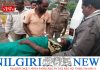 காட்டெருமை தாக்கியதில் பெண் படுகாயம்
