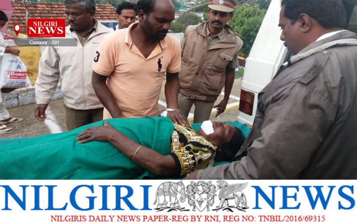 காட்டெருமை தாக்கியதில் பெண் படுகாயம்