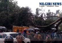 உதகை – எல்லநள்ளி சாலையில் ராட்சத மரம் விழுந்து போக்குவரத்து பாதிப்பு