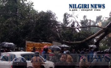 உதகை – எல்லநள்ளி சாலையில் ராட்சத மரம் விழுந்து போக்குவரத்து பாதிப்பு