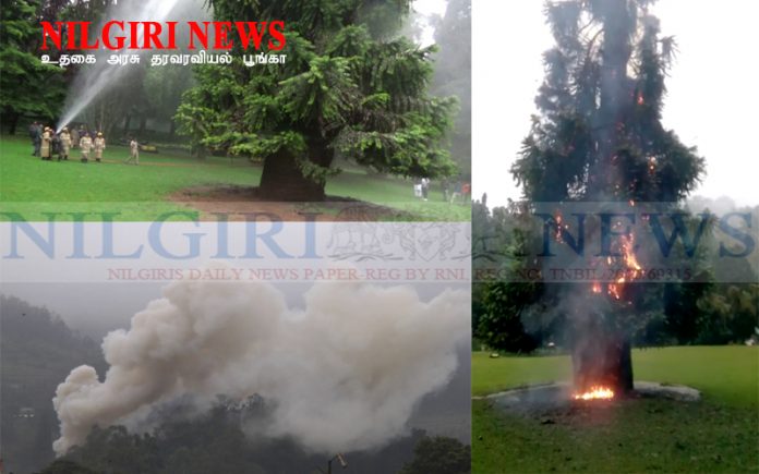 உதகை அரசு தாவரவியல் பூங்காவில் மின்னல் தாக்கியதில் பழமை வாய்ந்த மரம் தீபிடித்து எரிந்தது