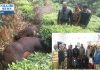 காட்டு பன்றி இறைச்சியை விற்பனை செய்தவர் கைது