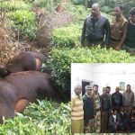 காட்டு பன்றி இறைச்சியை விற்பனை செய்தவர் கைது
