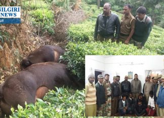 காட்டு பன்றி இறைச்சியை விற்பனை செய்தவர் கைது