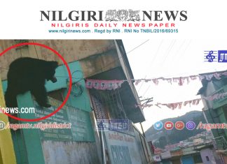 நீலகிரி மாவட்டம் உதகை மார்க்கெட் பகுதியில் கரடி வந்ததால் பரபரப்பு.