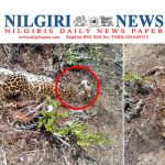 தேயிலைத் தோட்டத்தில் மூன்று வயது உள்ள ஆண் சிறுத்தை அழுகிய நிலையில் இறந்து கிடந்தது