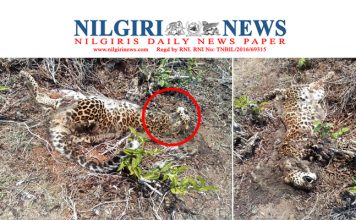 தேயிலைத் தோட்டத்தில் மூன்று வயது உள்ள ஆண் சிறுத்தை அழுகிய நிலையில் இறந்து கிடந்தது