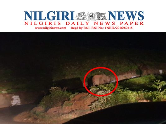 கோத்தகிரி சாலையில் இரவு ஒற்றை காட்டு யானை