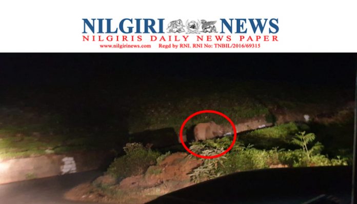 கோத்தகிரி சாலையில் இரவு ஒற்றை காட்டு யானை